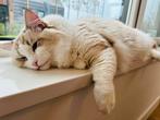 Ragdoll dekkater. Volledig gestest en stamboom., Dieren en Toebehoren, Katten en Kittens | Raskatten | Langhaar, Kater, Gechipt