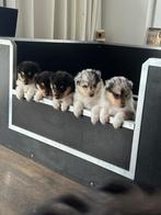 Schotse Collie Pups met Stamboom, Dieren en Toebehoren, Honden | Herdershonden en Veedrijvers, Reu, CDV (hondenziekte), 8 tot 15 weken