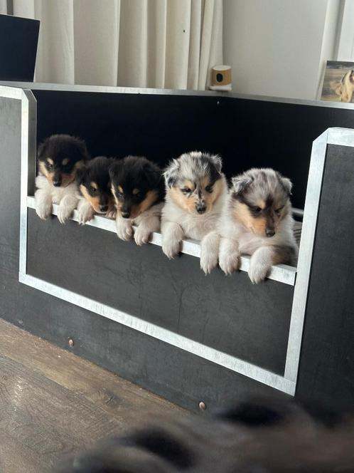Schotse Collie Pups met Stamboom, Dieren en Toebehoren, Honden | Herdershonden en Veedrijvers, Reu, Collie, Fokker | Hobbymatig