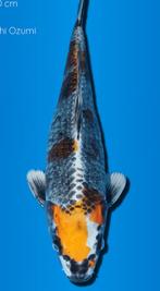 😁Wagoi Kawari Kogane koi 40 cm Ikarashi Ozumi, Karper of Koi