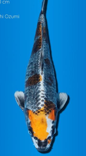 😁Wagoi Kawari Kogane koi 40 cm Ikarashi Ozumi beschikbaar voor biedingen