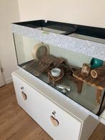 Compleet hamsterverblijf met veel extra’s, Dieren en Toebehoren, Ophalen, Gebruikt, 60 tot 90 cm, 75 tot 110 cm