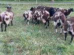 Te koop aangeboden, Dieren en Toebehoren, Schapen, Geiten en Varkens, Mannelijk, Schaap