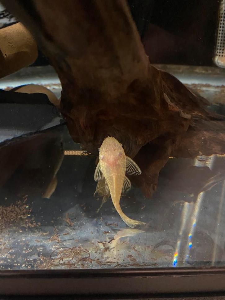 Jonge Ancistrus Albino Shortfin (met Longfin gen), Dieren en Toebehoren, Vissen | Aquariumvissen, Zoetwatervis, Vis