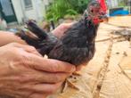Jong Serama haantje, Dieren en Toebehoren, Pluimvee, Mannelijk, Kip