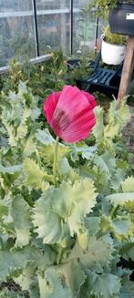Papaver somniferum - Slaapbol zaden, Ophalen of Verzenden, Najaar, Volle zon, Zaad