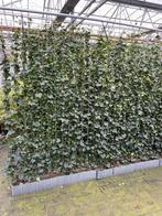 Hedera kant en klaar hagen 120x120 /120x180 en 120x200 cm, Tuin en Terras, Ophalen of Verzenden, Overige soorten, 100 tot 250 cm