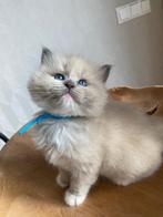Ragdoll kittens met stamboom, Dieren en Toebehoren, Katten en Kittens | Raskatten | Langhaar, Meerdere dieren, Gechipt, 0 tot 2 jaar