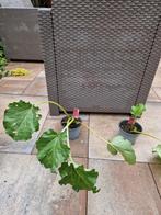 2 rabarberplanten., Ophalen, Zomer, Overige soorten, Volle zon