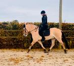 Lieve / stoere fjorden ruin, Dieren en Toebehoren, Ruin, Recreatiepaard, 3 tot 6 jaar