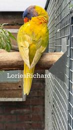 Mutatie Lori, Dieren en Toebehoren, Vogels | Parkieten en Papegaaien, Geslacht onbekend, Papegaai, Geringd