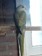 Gezocht diverse vogels, Meerdere dieren, Parkiet