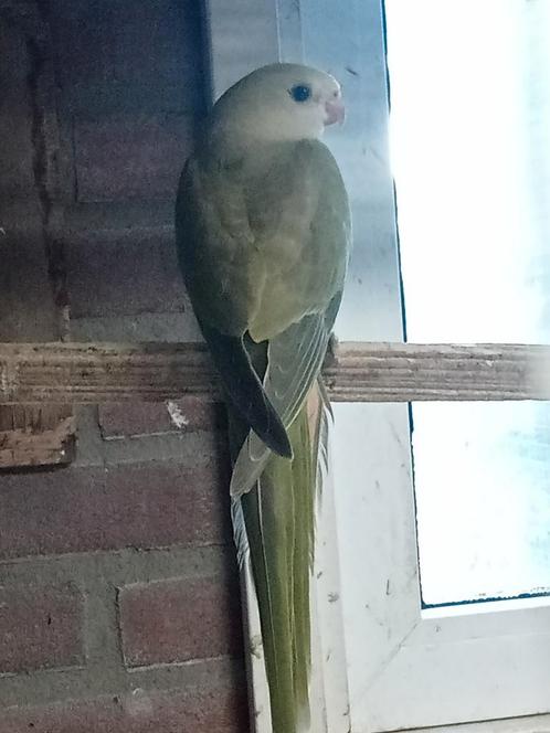Gezocht diverse vogels, Dieren en Toebehoren, Vogels | Parkieten en Papegaaien, Parkiet, Meerdere dieren