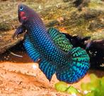 Betta hendra te koop. Prachtige nakweek. Prijs per koppel, Dieren en Toebehoren, Vissen | Aquariumvissen, Vis