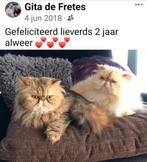 Langharige perzen, Dieren en Toebehoren, Katten en Kittens | Raskatten | Langhaar, Meerdere dieren