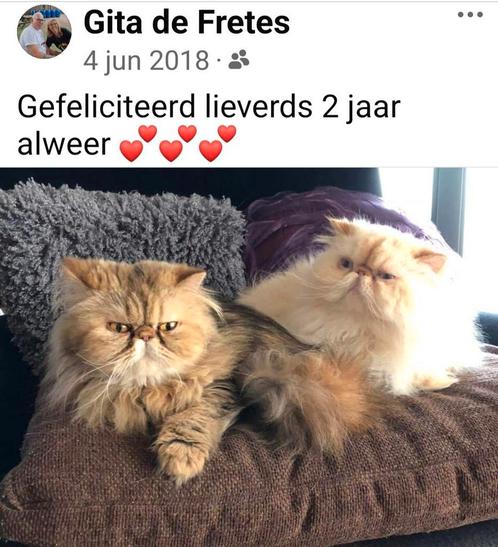 Langharige perzen, Dieren en Toebehoren, Katten en Kittens | Raskatten | Langhaar, Meerdere dieren