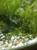 Baby Guppys, Dieren en Toebehoren, Vis
