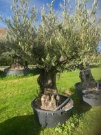 TE KOOP oude olijfboom met prachtige vertakking NR:BA36, Overige soorten, 100 tot 250 cm, Zomer, Ophalen