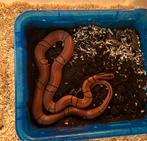 1.2 Oreocryptophis pulchra / pulcher, Hagedis, 0 tot 2 jaar