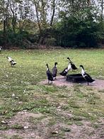 eenden, Dieren en Toebehoren, Pluimvee, Meerdere dieren, Eend