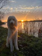Dek Reu witte poedel, Dieren en Toebehoren, Honden | Dekreuen, Particulier, 1 tot 2 jaar, Reu, Nederland