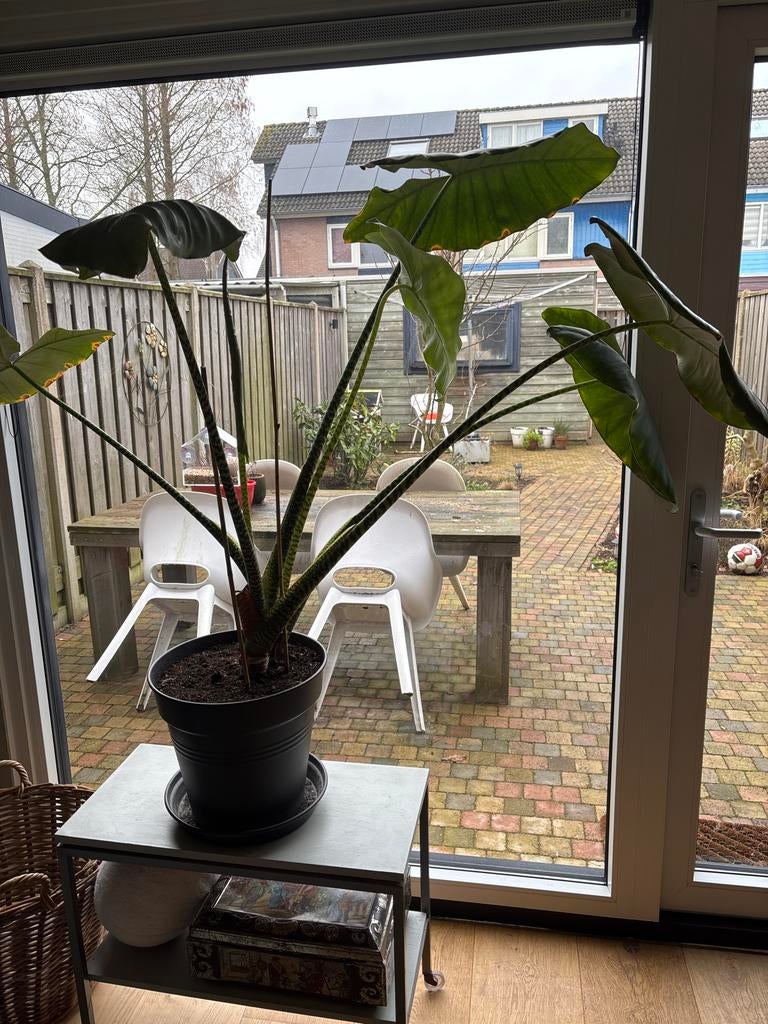 Olifantsoor / Zeebraplant, Huis en Inrichting, Ophalen, Halfschaduw, Minder dan 100 cm