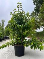 Viburnum plicatum 'St Keverne' Japanse sneeuwbal, Overige soorten, Vaste plant, Ophalen of Verzenden, Halfschaduw