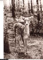 Ansichtkaart	Damhert, Verzenden, 1940 tot 1960, Gelopen, Wild dier