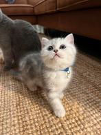 100% Raszuivere Britse Korthaar X Langhaar Kittens, Dieren en Toebehoren, Katten en Kittens | Raskatten | Korthaar, Meerdere dieren