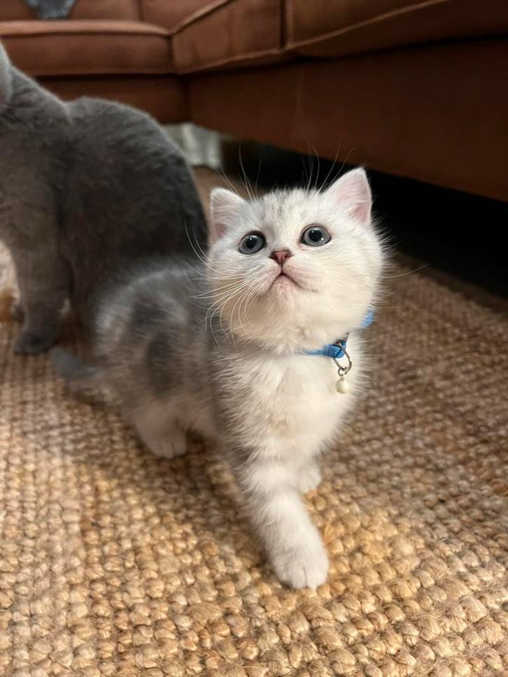 100% Raszuivere Britse Korthaar X Langhaar Kittens, Dieren en Toebehoren, Katten en Kittens | Raskatten | Korthaar, Meerdere dieren