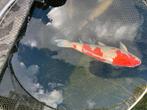 Kohaku 65 cm, Dieren en Toebehoren, Vissen | Vijvervissen, Karper of Koi