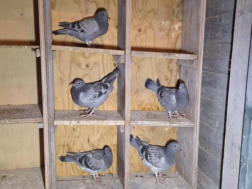 5 jongen Jan v/d Pasch Grubbenvorst uit de 459 en 460 afstam, Dieren en Toebehoren, Vogels | Duiven, Postduif, Meerdere dieren