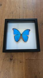 Ingelijste vlinder, Ophalen of Verzenden, Nieuw, Insect, Opgezet dier