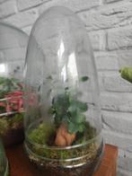 Gesloten ecosysteem/ terrarium, Huis en Inrichting, Kamerplanten, Ophalen, Halfschaduw, Minder dan 100 cm