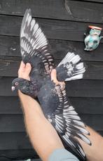 Kleurpostduiven, Dieren en Toebehoren, Postduif