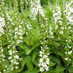 Lysimachia Autumn snow wederik witte bloemen vaste plant, Ophalen, Bodembedekkers, Volle zon, Vaste plant
