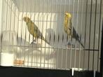 Lizards kanaries, Meerdere dieren, Postuurkanarie