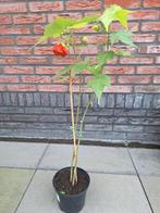 Chinese Lantaarn (Abutilon pictum), Tuin en Terras, Planten | Tuinplanten, Vaste plant, Halfschaduw, Zomer, Ophalen