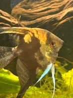 Maanvissen koppel, Dieren en Toebehoren, Vissen | Aquariumvissen, Vis