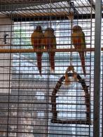 Pyrrhura te koop, Dieren en Toebehoren, Vogels | Parkieten en Papegaaien, Meerdere dieren, Parkiet