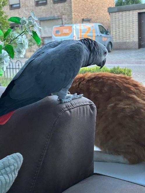 Grijze roodstaart, Dieren en Toebehoren, Vogels | Parkieten en Papegaaien, Papegaai, Mannelijk, Pratend, Tam, Geringd