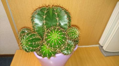 Cactus(sen), Huis en Inrichting, Kamerplanten, Cactus, Minder dan 100 cm, Bloeiende kamerplant, Volle zon, Ophalen of Verzenden