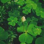 Op zoek naar huurwoning in Tiel na scheiding, Ophalen