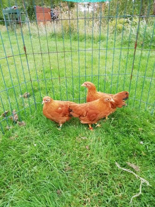 New Hampshire dwerghoenders roodbruin en rb blauw getekend, Dieren en Toebehoren, Pluimvee, Kip, Meerdere dieren