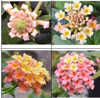 Wisselbloem (Lantana camara) nr.31, Tuin en Terras, Planten | Tuinplanten, Volle zon, Zomer, Ophalen of Verzenden