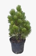 Pinus leuc zwerg schneverdi, Ophalen, Overige soorten, Volle zon