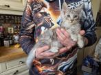 1 Maine Coon poes of 1maine coon kater  met stamboom, Dieren en Toebehoren, Meerdere dieren, Gechipt