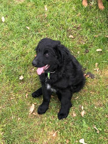 Prachtige benderdoodle pup. beschikbaar voor biedingen