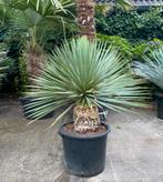 Mooie yucca Rostrata, winterhard, in pot, Volle zon, Vaste plant, Bloeit niet, Ophalen