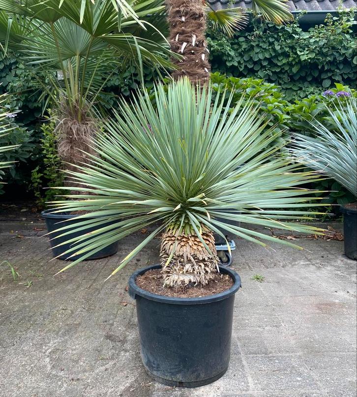 Mooie yucca Rostrata, winterhard, in pot, Tuin en Terras, Planten | Tuinplanten, Vaste plant, Overige soorten, Volle zon, Bloeit niet